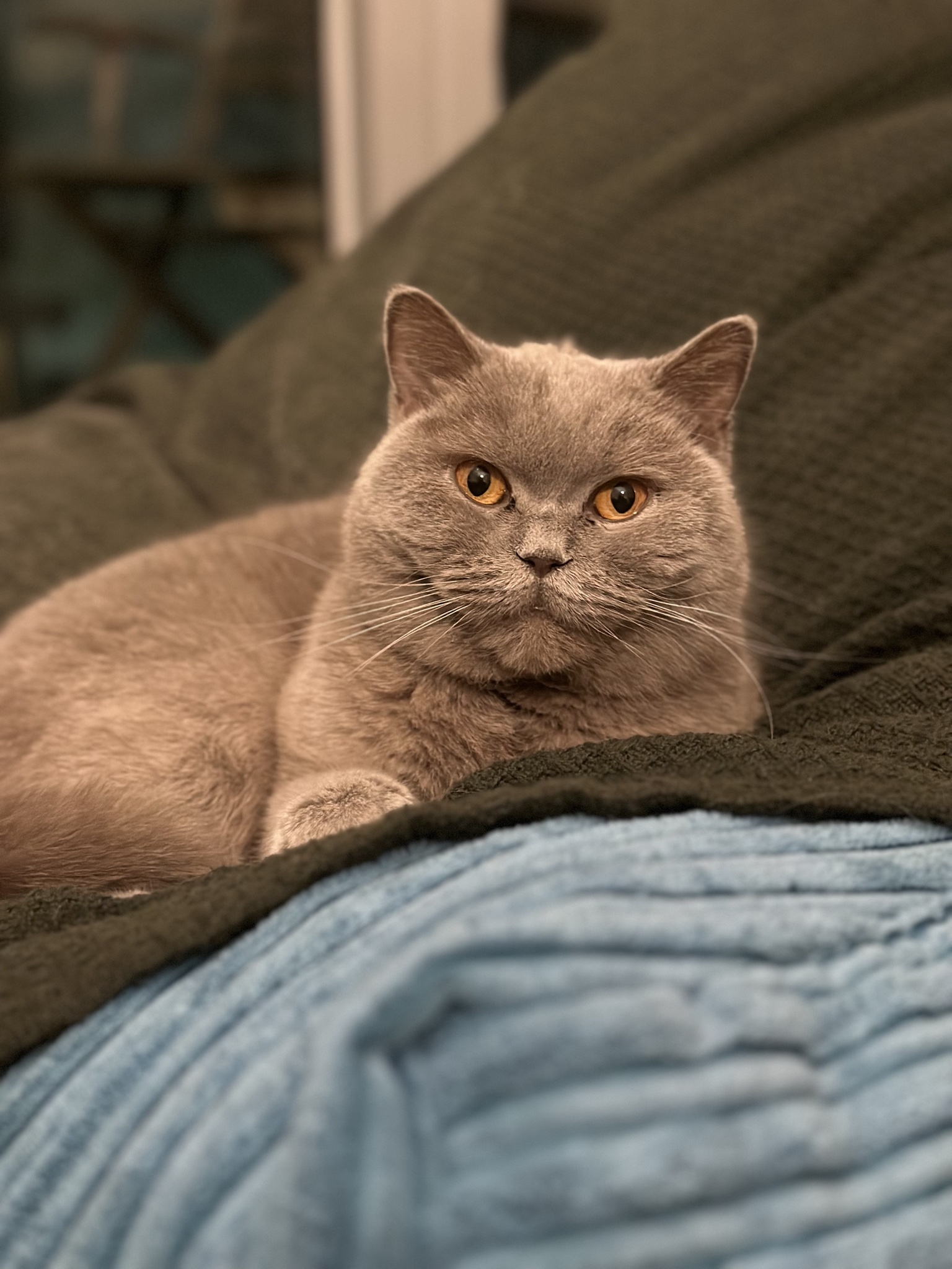 My Cat